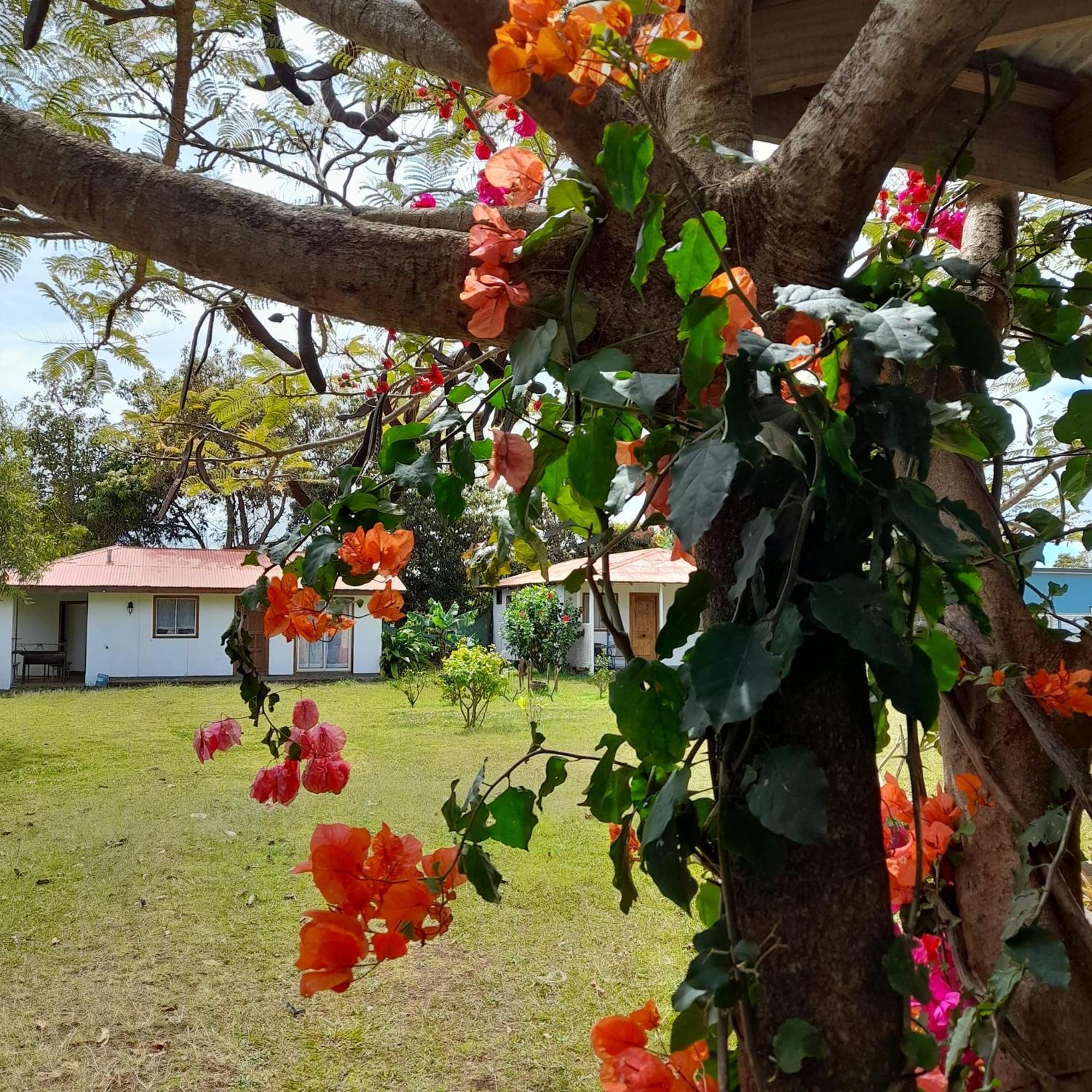 Cabanas Isla De Pascua Ханга-Роа Экстерьер фото